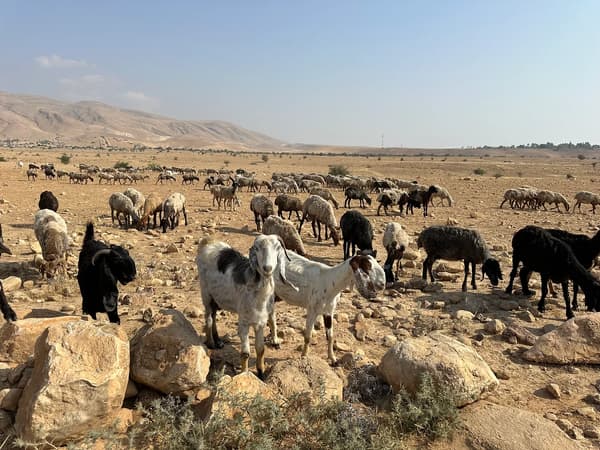 ערב שבת, רועה נחטף