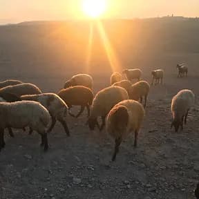 תמיכה בפרויקט ליווי קהילות הרועים