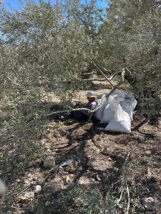 סיכום שבועי – 26 באוקטובר – 1 בנובמבר 2025