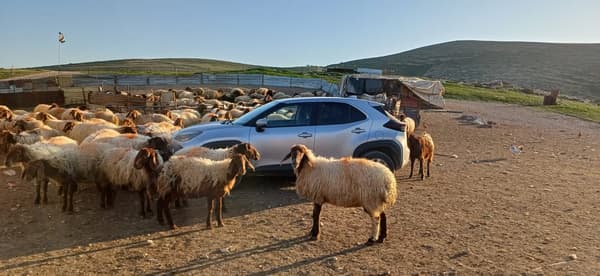 ליל פורים בנוכחות מגינה בבקעת הירדן